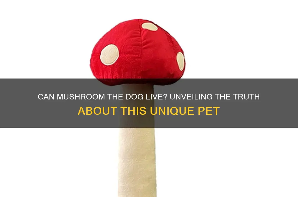 can mushroom the dog live