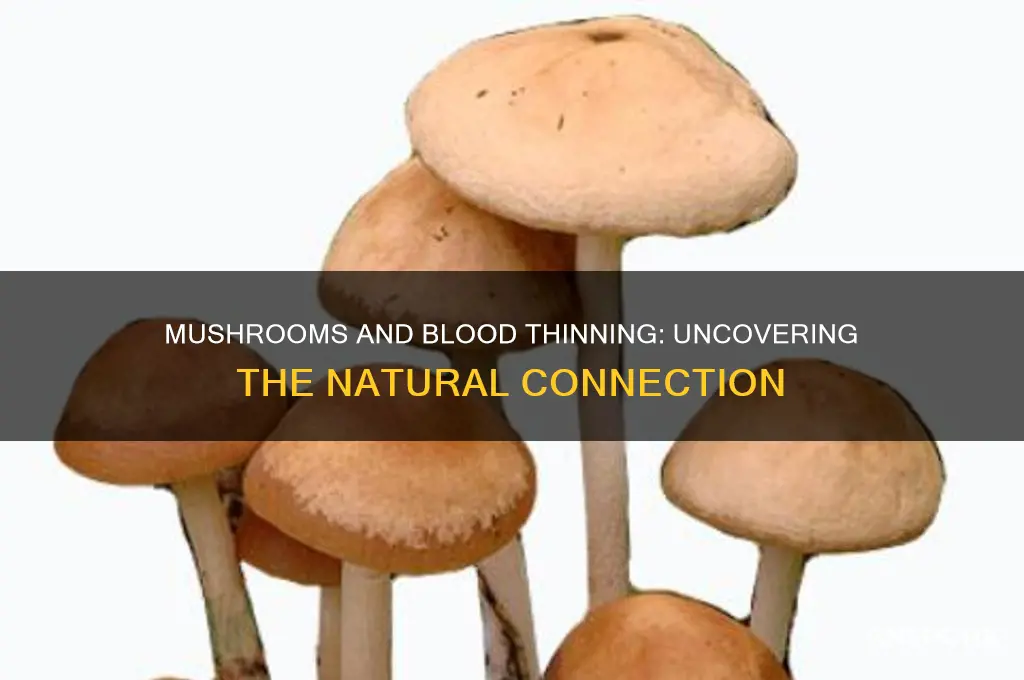 can mushroom thin blood