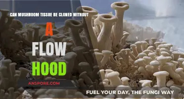 Cloning Mushroom Tissue: Is a Flow Hood Necessary for Success?