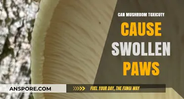 Can Mushroom Toxicity Cause Swollen Paws? Symptoms and Risks Explained