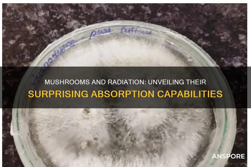 can mushrooms absorb radiation