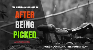 Do Picked Mushrooms Still Absorb UV Light? Surprising Facts Revealed