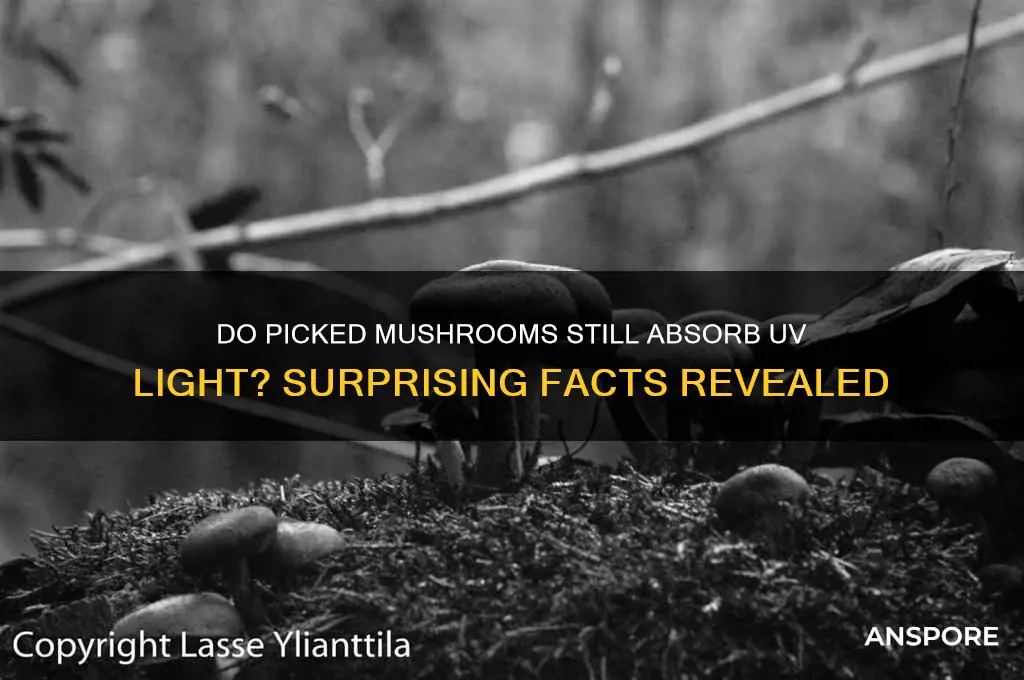 can mushrooms absorb uv after being picked