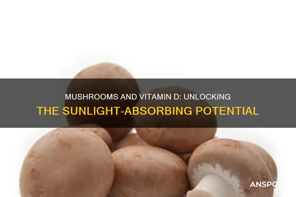 can mushrooms absorb vitamin d