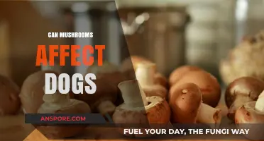Can Mushrooms Harm Dogs? Understanding Risks and Symptoms