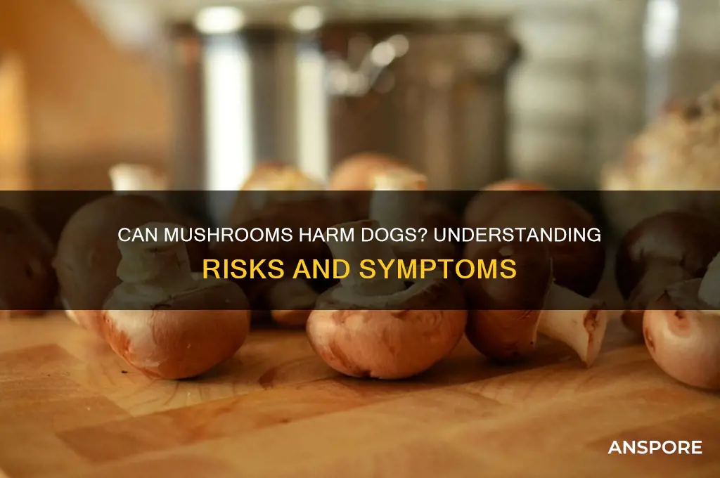 can mushrooms affect dogs