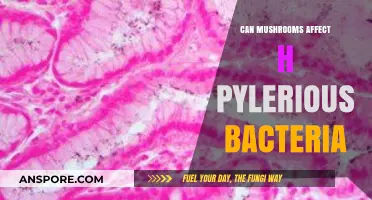 Mushrooms' Impact on H. Pylori: Unveiling Their Antibacterial Potential