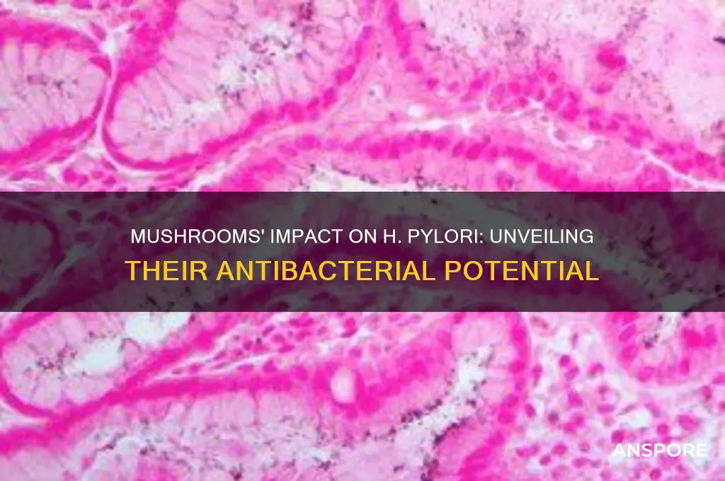 can mushrooms affect h pylerious bacteria