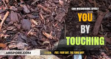 Can Touching Mushrooms Impact Your Health? Surprising Facts Revealed