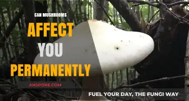Can Mushrooms Cause Permanent Effects on Your Brain and Body?