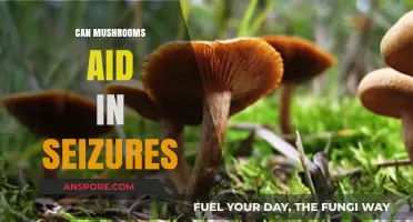 Exploring Mushrooms' Potential Role in Managing Seizure Disorders