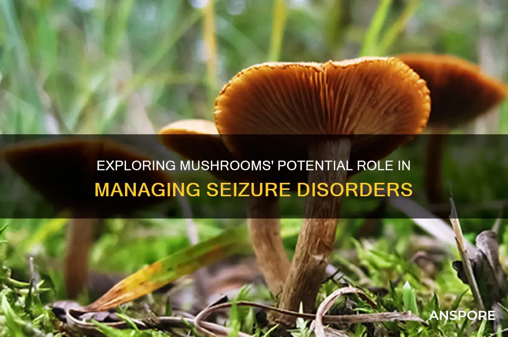 can mushrooms aid in seizures