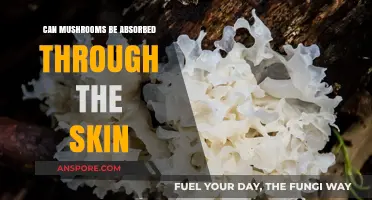 Can Mushrooms Be Absorbed Through Skin? Exploring Topical Benefits