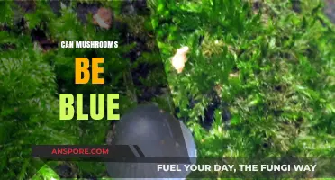 Exploring Nature's Wonders: Can Mushrooms Actually Be Blue?