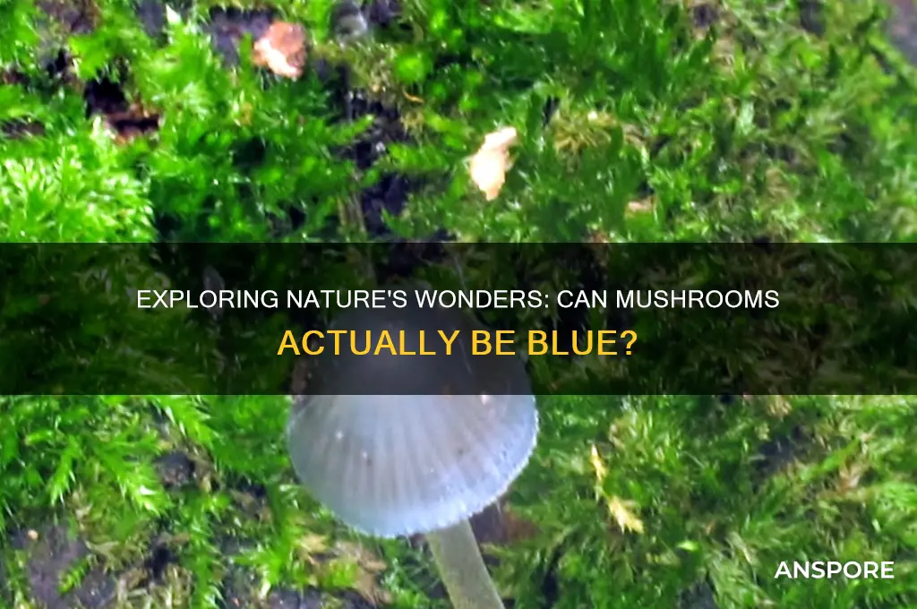 can mushrooms be blue