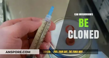 Cloning Mushrooms: Unlocking the Secrets of Fungal Replication Techniques