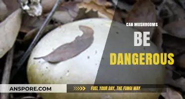 Mushroom Dangers: Identifying Toxic Varieties and Safe Consumption Tips