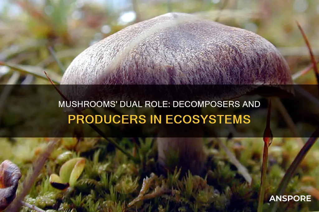 can mushrooms be decomposers and producers