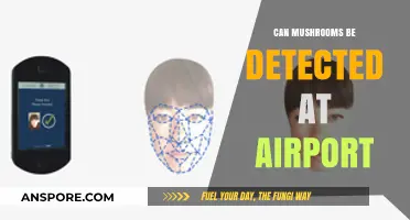 Can Mushrooms Be Detected at Airports? Security Screening Insights