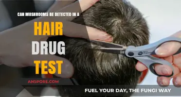 Can Mushrooms Show Up in Hair Follicle Drug Tests?