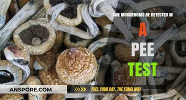 Do Mushrooms Show Up in Urine Tests? The Truth Revealed