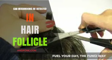 Can Mushrooms Be Detected in Hair Follicle Tests?