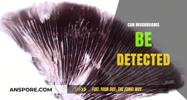 Detecting Mushrooms: Techniques, Challenges, and Accurate Identification Methods