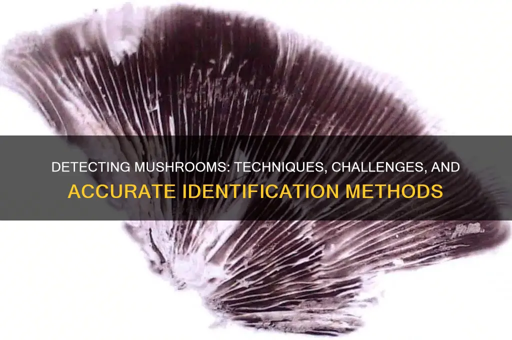 can mushrooms be detected