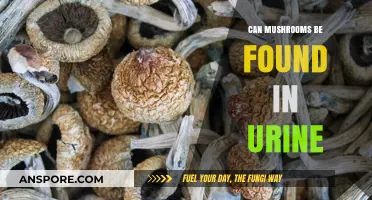Can Mushrooms Grow in Urine? Unraveling the Myth and Facts