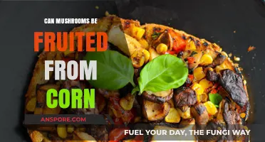 Growing Mushrooms on Corn: Fruiting Possibilities and Techniques Explored