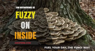 Fuzzy Mushrooms: Exploring the Inner Texture of Fungal Growth