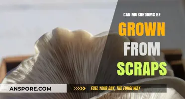 Growing Mushrooms from Scraps: A Beginner's Guide to Upcycling Fungi