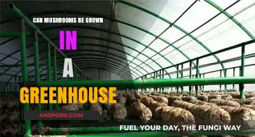 Growing Mushrooms in a Greenhouse: Benefits, Challenges, and Best Practices