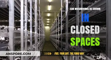 Growing Mushrooms Indoors: Tips for Cultivating in Closed Spaces