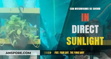 Growing Mushrooms in Direct Sunlight: Benefits, Risks, and Best Practices