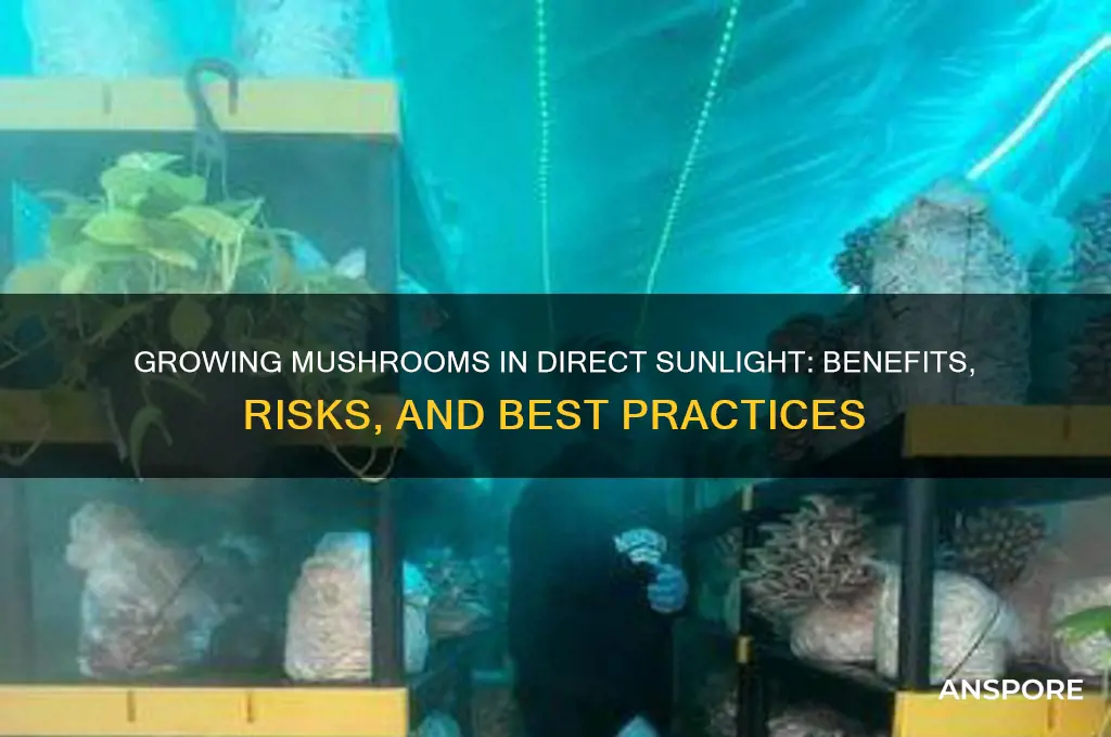 can mushrooms be grown in direct sunlight