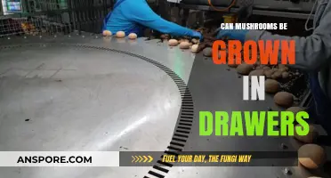 Growing Mushrooms in Drawers: A Space-Saving Cultivation Guide