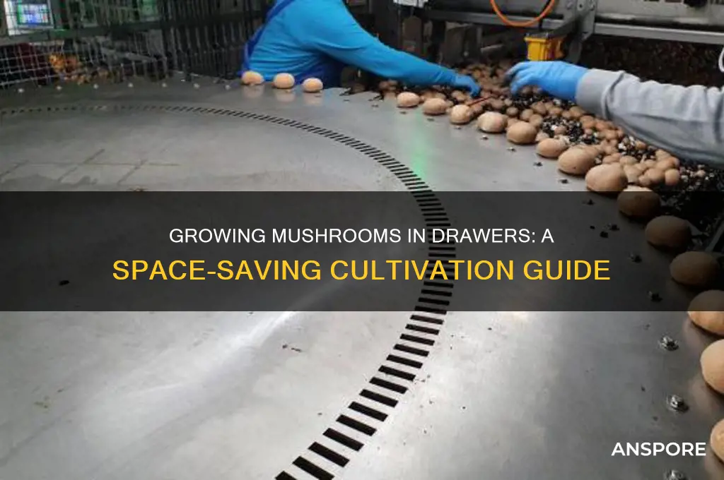 can mushrooms be grown in drawers