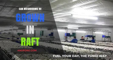 Growing Mushrooms in Raft Systems: A Sustainable Farming Innovation