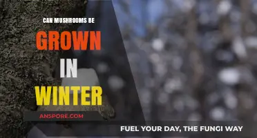 Winter Mushroom Cultivation: Tips for Growing Fungi in Cold Months