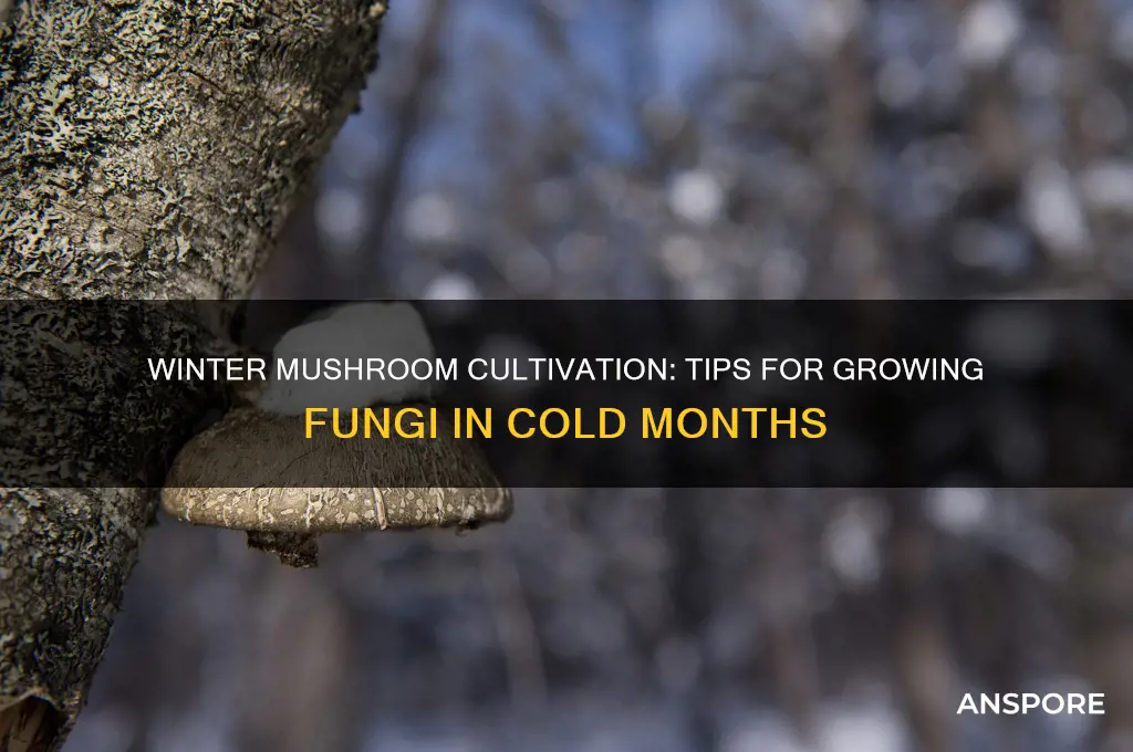 can mushrooms be grown in winter