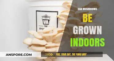 Growing Mushrooms Indoors: A Beginner's Guide to Successful Cultivation