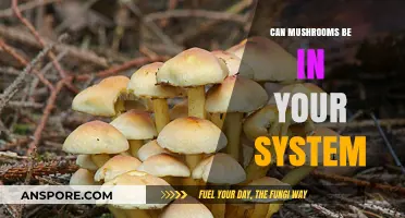Can Mushrooms Stay in Your System? Facts and Myths Explained