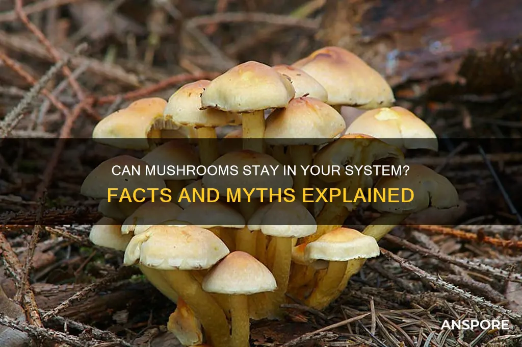 can mushrooms be in your system