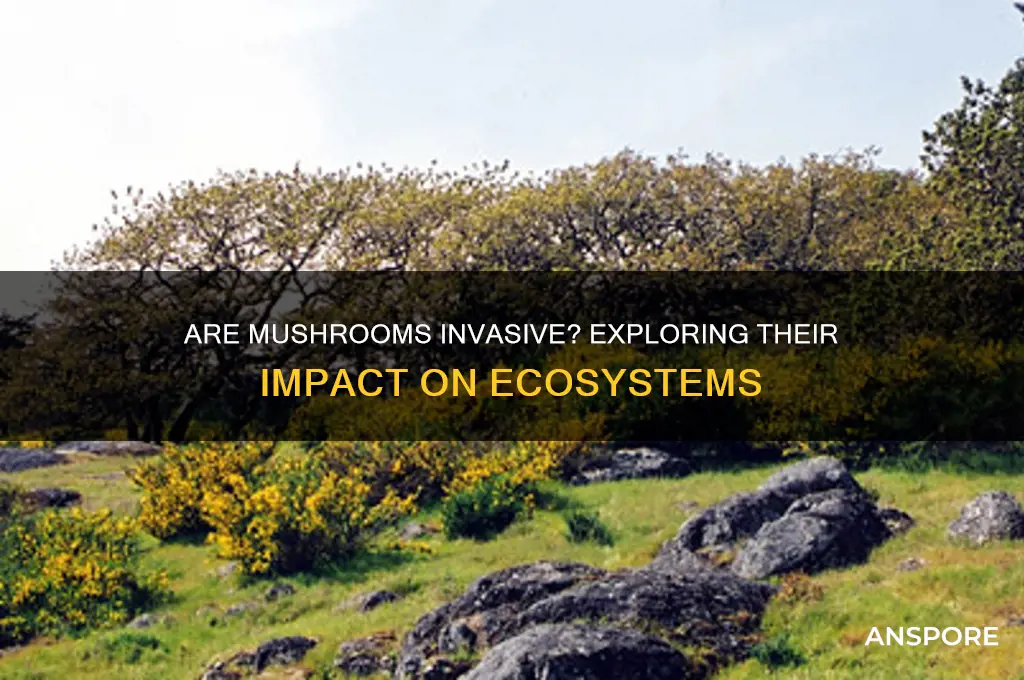 can mushrooms be invasive