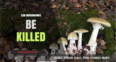 Can Mushrooms Be Killed? Understanding Their Resilience and Vulnerability
