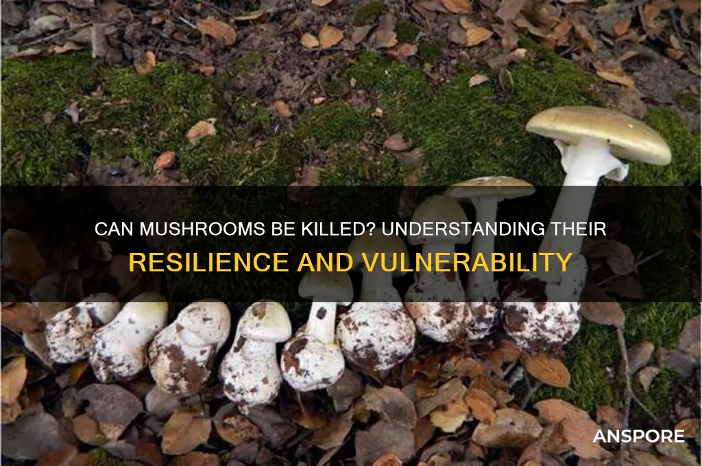 can mushrooms be killed