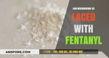 Are Mushrooms Being Laced with Fentanyl? Facts and Risks Explained