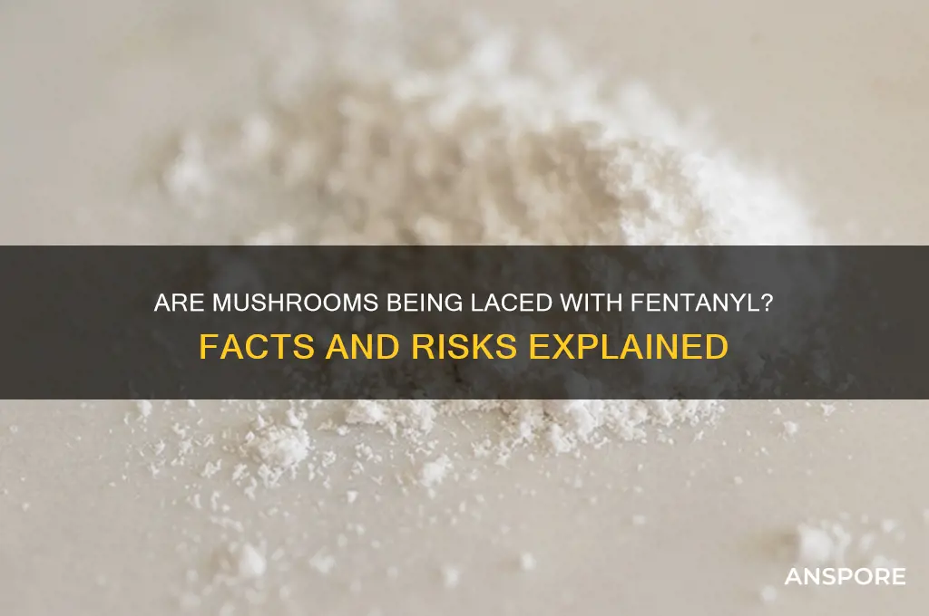 can mushrooms be laced with fentanyl