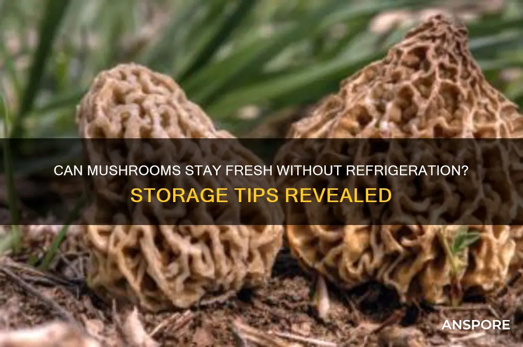 can mushrooms be left unrefrigerated
